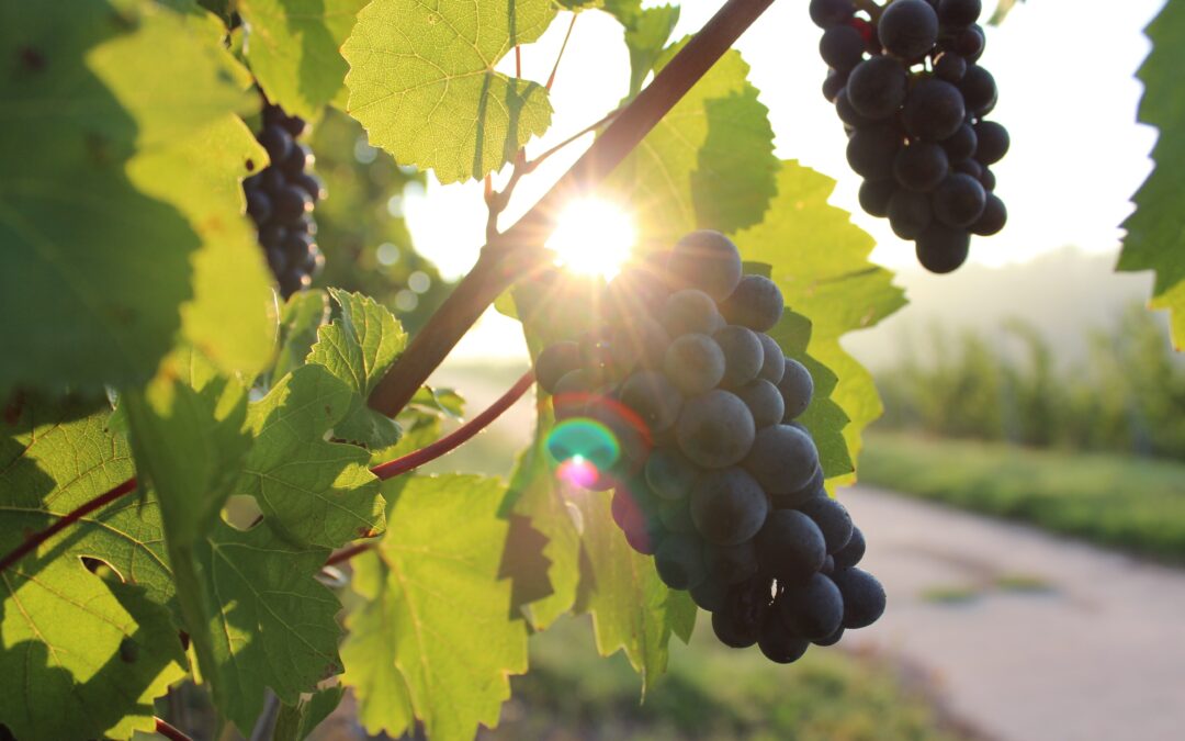 Bezpłatny webinar „Tradycje winiarskie szansą rozwoju turystyki regionów”